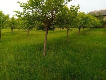 razinde torpaq: 45 sot, Biznes üçün, Mülkiyyətçi, Kupça (Çıxarış) — 6