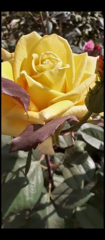 3D panellər: Gül kolları – müxtəlif rəng və sortlarda Məhsul: - İstixana və açıq — 6