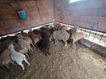 cins ineklerin qiymeti: Salam aleyküm ünvanımz binə atclk qiymet 200 den başdıyır 280 kimi — 13