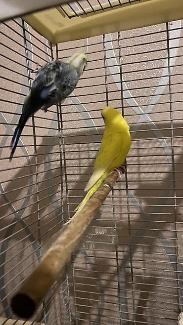 amadin satilir: Yuva as bala al hazır cüt quşlar satılır hal hazırda istirahət — 3