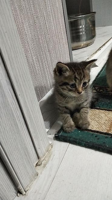 pişik sumkası: Tabbi, Yaxşı əllərə — 2