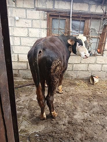 tap az qaz balalari: Etlik erkek dana.150 kg eti var kök maldı — 3