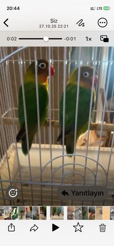 Bülbüllər: Fiser hazir cut yuva hazirlayirlar — 4