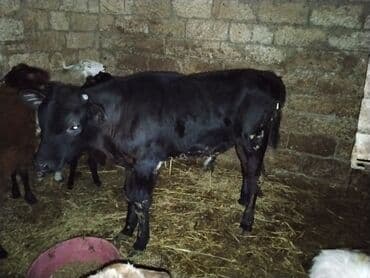 ZAZ: Satlıq buzovlar 3 Erkey 1 dişidi cins buzovlardı heyvan çoxdu baxa — 4