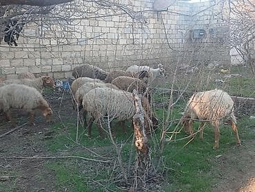 qoyun heyvan: Məhsul: Qoyun sürüsü ana bala heyvanlardlr.icinde qocda var.hamlsl — 5