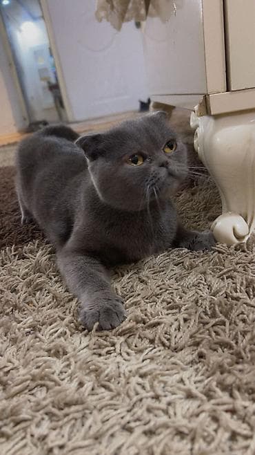 İtlər: Şotland, Yaxşı əllərə — 6