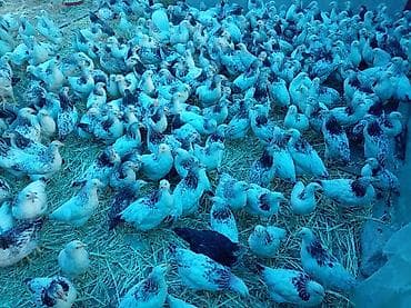 Коровы, быки: Куриные цыплята, Для мяса, Самовывоз — 2