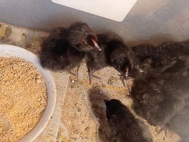 ağ pişik: Toyuq cücələri, Ətlik — 3