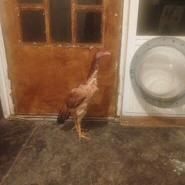 Heyrati pece ve fere 6 ayliqdi qiymeti 70 Az lalafo.az -da Heyrati pece ve fere 6 ayliqdi qiymeti 70 Az