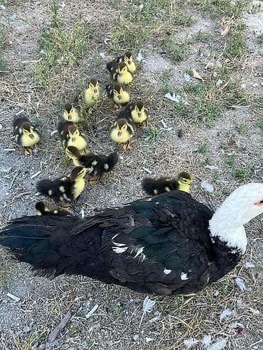 K/t heyvanları və malları: Satılır: ördək balaları ilə birlikdə Balaları 5 günlükdür. 13 ədəd — 3