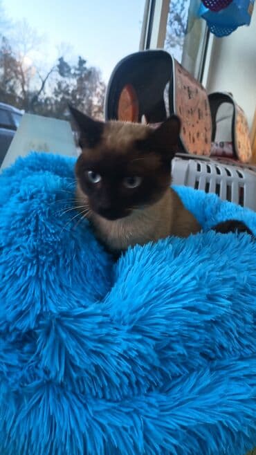 İtlər: Məhsul: Pişik sortu siam erkək — 2