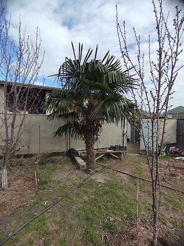 maral sekli: Trachycarpus fortunei (Külək Palma ağacı) – dekorativ, həmişəyşil — 3