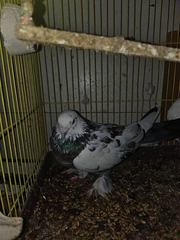 Bülbüllər: Müxtəlif rənglərdə iki göyərçin təklif olunur. Biri gənc, qəhvəyi, boz — 10