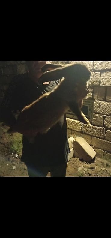 it bazari 2021: Salam təmiz qan ətlik Flandr (Flemish Giant) Balaları satılır 20 — 1