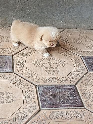 it satisi afcarka: Pekines, 1 ay, Erkək, Ünvandan götürmə — 9