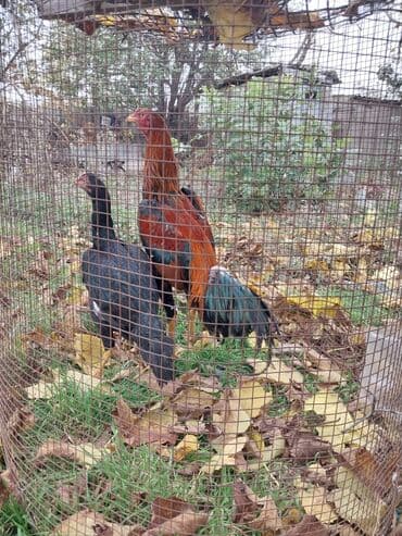 cuce ve xoruz temsili: Toyuq, Damazlıq — 1