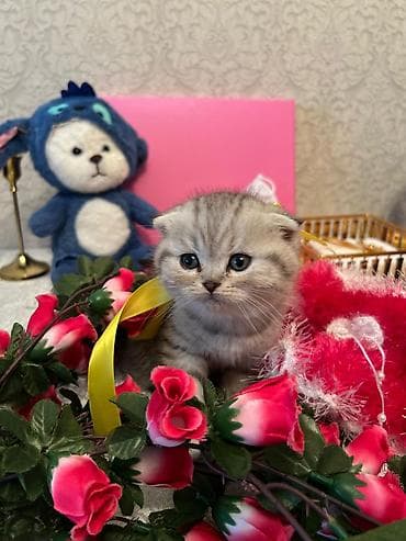 Şotland yastı qulaq lalafo.az -da Şotland yastı qulaq