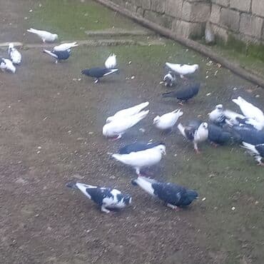 goyərcin şəkli: Müxtəlif rənglərdə və naxışlarda göyərçinlər. Ağ, qara, boz və qarışıq — 3