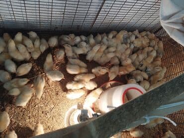 salam ala keci balasi: Toyuq, Damazlıq, Ünvandan götürmə, Ödənişli çatdırılma, Rayonlara çatdırılma — 6