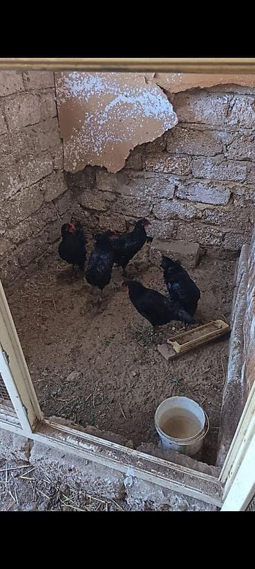 Toyuq, Australorp, Yumurtalıq