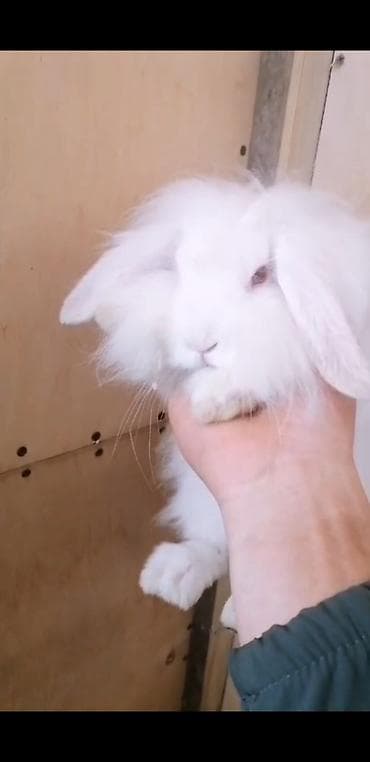 velikan dovsan: Ağ tüklü quşqulaq (lop-eared) dekorativ dovşan ev dosani reyal aliciya — 5