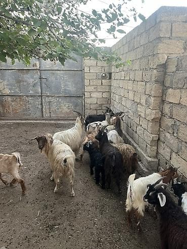 heyvan yemi: Qoyun-qoç təsərrüfatı üçün xırdabuynuzlu heyvan sürüsü - Növ: Keçi — 5