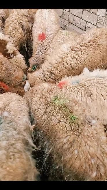 Quşlar: Salam tam saglam 13dene bogaz qoyun — 4