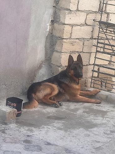 it tasma: Alman çoban iti, Peyvəndli — 1