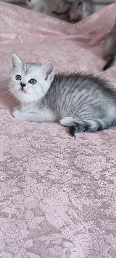 britan pisik: Britan — 2