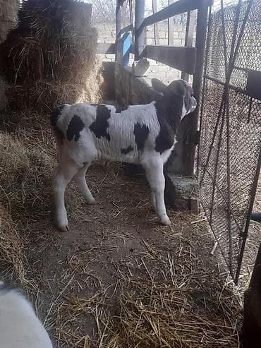 Собаки: Birinci qarin simental erkey balada slmentaldi sudu 15 letirdi bir — 6