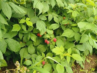 qeyri adi tort sekilleri: Məhsul: Təzə moruq (bağdan yığılmış) Təsvir: - Şirin, ətirli və — 3