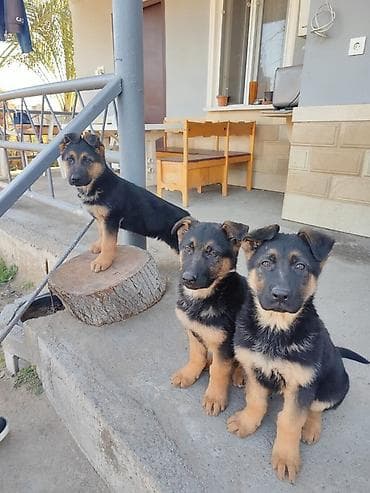 alman afcarkalari: Alman çoban iti, 3 ay, Dişi, Peyvəndli — 5