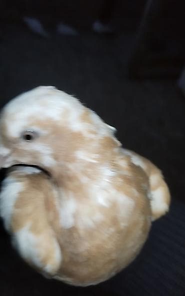 tovuz quwu: Usd usde 3 denedı 5 manatdan - Rəng: Açıq qəhvəyi/bej tonlarında — 1