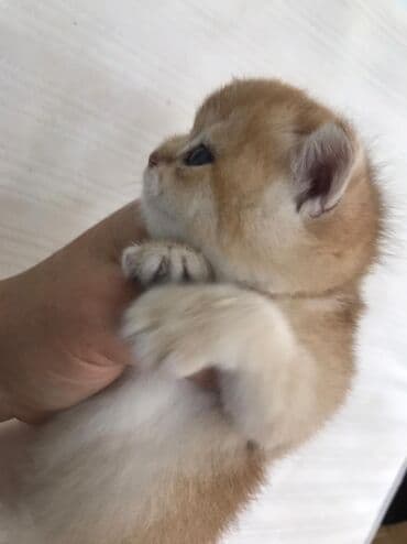 şotlan pişik: Şotland yastı qulaq, Erkək, Dişi, Yaxşı əllərə, Ünvandan götürmə, Pulsuz çatdırılma, Ödənişli çatdırılma — 74