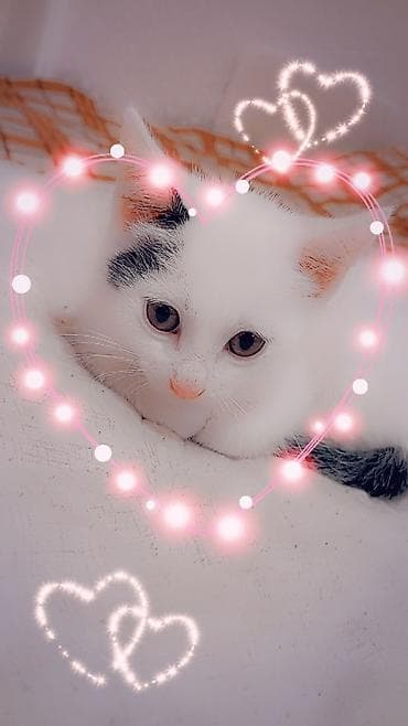 Erkək, Yaxşı əllərə