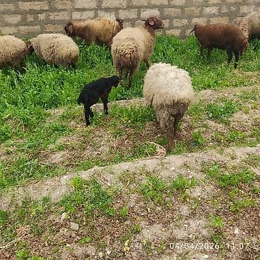 qurbanliq quzu: Ana bala qoyun cavandi balada disidi tam sağlam heyvandir ünvan — 3