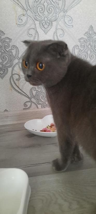sotlant pisiyi: Şotland yastı qulaq — 3
