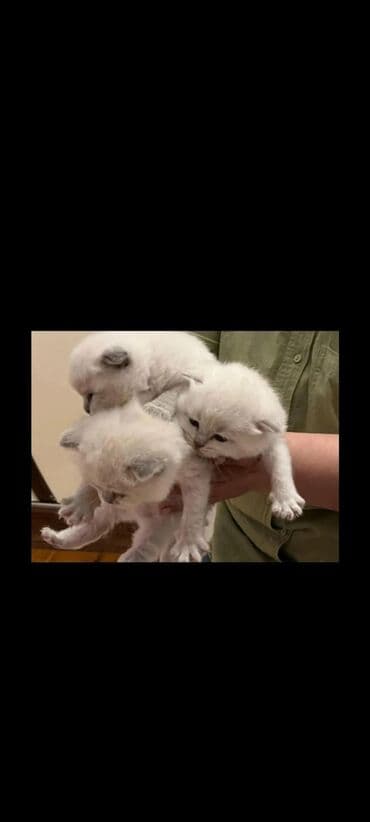 мейн кун купить в баку: Şinşilla, Erkək, Cütləşmə üçün, Ünvandan götürmə, Ödənişli çatdırılma — 4