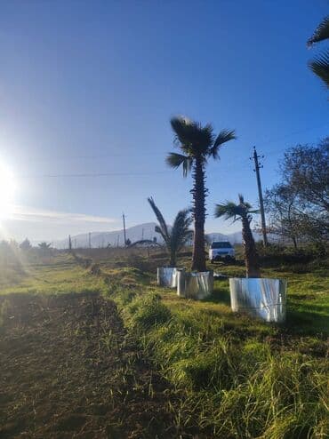 lipa ağacı: Palmalar satilir 2000nen3000manatacqeder — 5