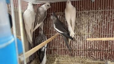 hazır yuva: Korella yanaqsız 2 hazır cütdü 1 tək bala alınıb hazırda yuva — 3