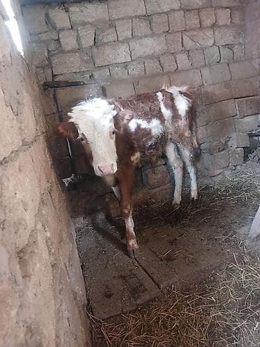 Quzu: 3 dene super erkey danlar — 7