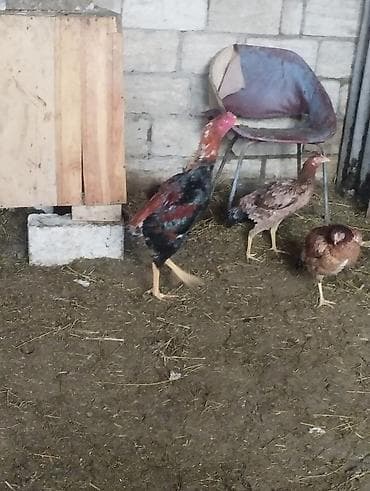 Digər heyvanlar: Məhsul: Qara-qırmızı rəng çalarlarında kənd xoruzları Təsvir: - Uzun — 3