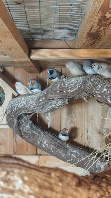 amadin yuvası: Zebra ispinozları Amadin – müxtəlif rəng mutasiyaları ilə qrup — 1