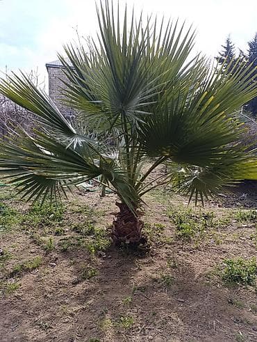 palma agaci: Vaşinqton ( palm) toxumları satılır. bir ədədi 20 qəpik. çox alana — 1