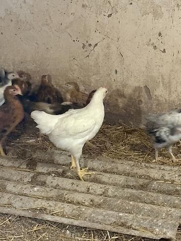 çin aslanı: Salam Yerli Cuculer 54 Gunlukdu. Tam Saglam Vitaminleri, lacostasi — 1