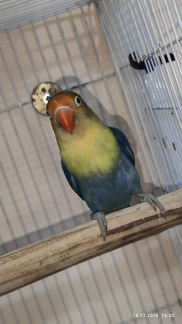 Digər heyvanlar: PAPUQAY FİŞER ERKƏK MUTASYON TÜRKİYƏDƏN GƏLMƏ QUŞLARIN BALASI CÜTƏ — 10