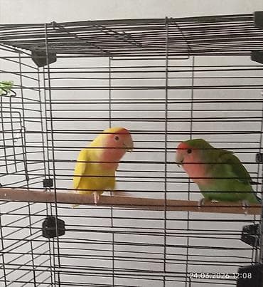 Птицы: Sevimli cüt “lovebird” (nerazluçnik) papuqayları və qəfəs dəsti sarı — 2