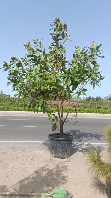 qızıl gül buketi: Magnolyalar satlr 800manat — 1