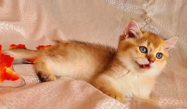 şotlan pişik: Şotland yastı qulaq, Erkək, Dişi, Yaxşı əllərə, Ünvandan götürmə, Pulsuz çatdırılma, Ödənişli çatdırılma — 64