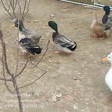 tap. az itler: Hamsi satılır çoxu yumurtduyur — 6